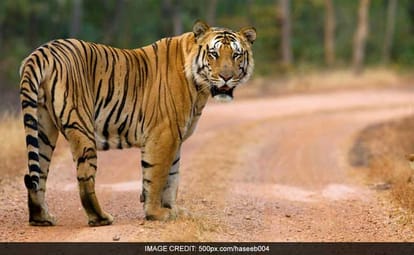 Prayers and Sacrificial ladle for missing Tiger Jay