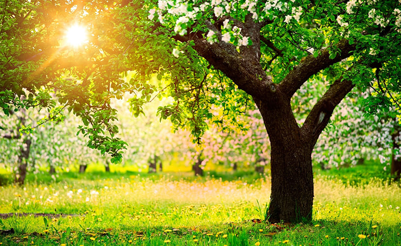 Mysterious Tree Laughs When Tickled