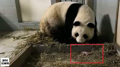 Panda gives birth to baby
