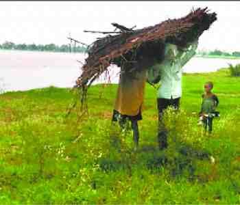 crops damaged to the flood