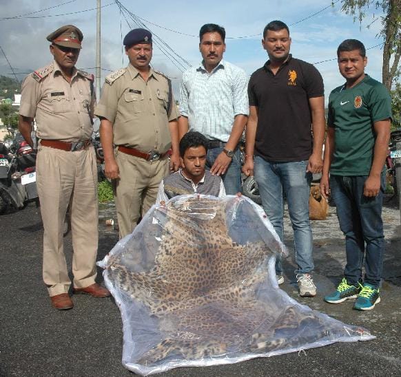 Traffickers caught with leopard skin