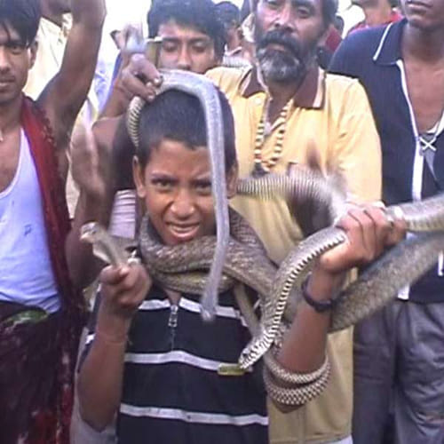 snake village in bihar