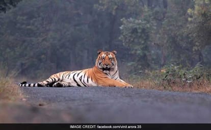 Prayers and Sacrificial ladle for missing Tiger Jay