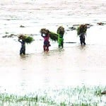 जिंदगी की जद्दोजहद: पहाड़ों पर बारिश से नदियां उफनी हैं, लेकिन प्रशासनिक कार्रवाई नदियों का जलस्तर देखने तक सीमित है। जिनके खेत और फसल गंगा में डूब गए, उनका दर्द कोई नहीं जानता। पानी में डूबी फसलों को समय से पहले ना काटी तो गंगा इन्हें बहा ले जाएगी। बिजनौर के ग्राम कुंदनपुर के पास गंगा में डूबे खेतों से फसल काटकर ले जातीं महिलाएं।  