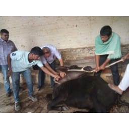 five more bull dead, jind, unknown deassises,jind