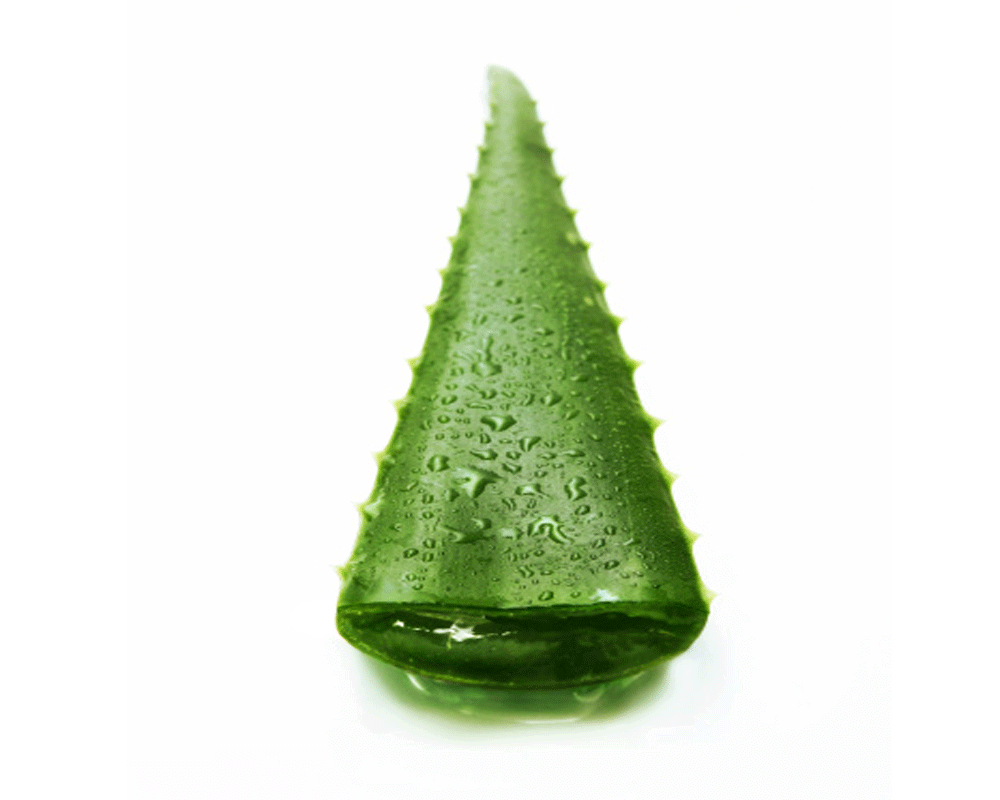 Use Aloe vera For Weight Loss 