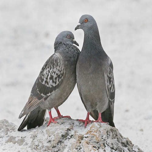 Pigeons put on the pill to stop reproduction