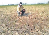 farmer, weather, rice corp dead, kaithal