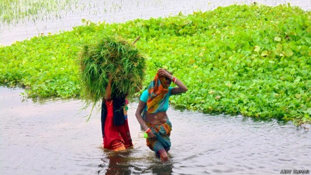Due to heavy rain in nepal flood in bihar