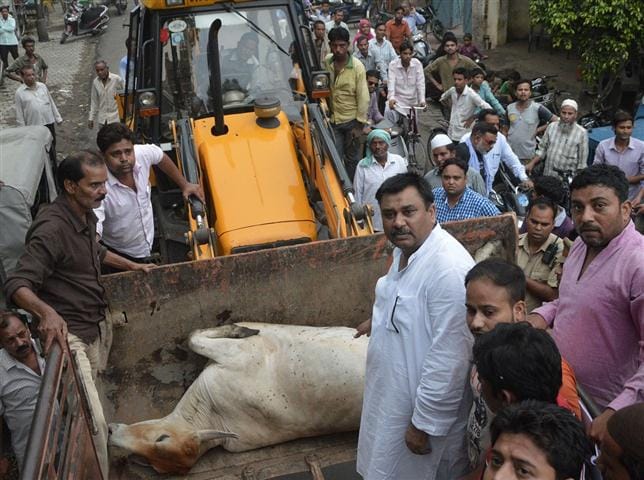Cole legislators rushed to the hospital the injured cow