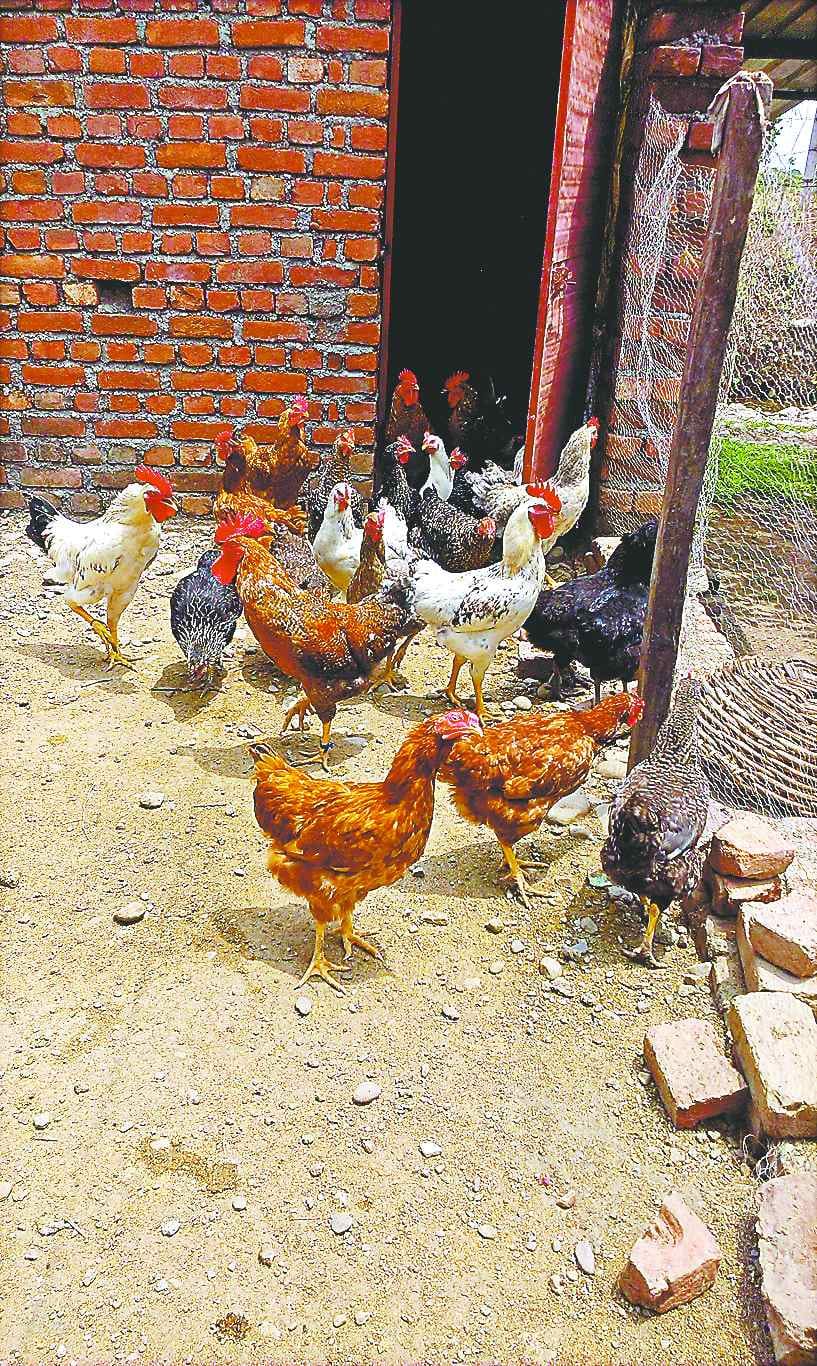 'Golden Egg' is the hens