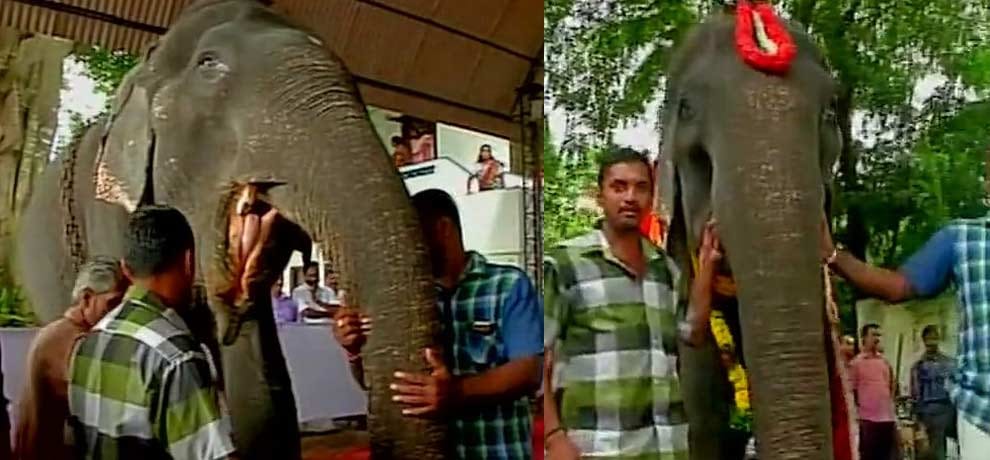 See pictures of the world's oldest living elephant, name registered in Guinness Book
