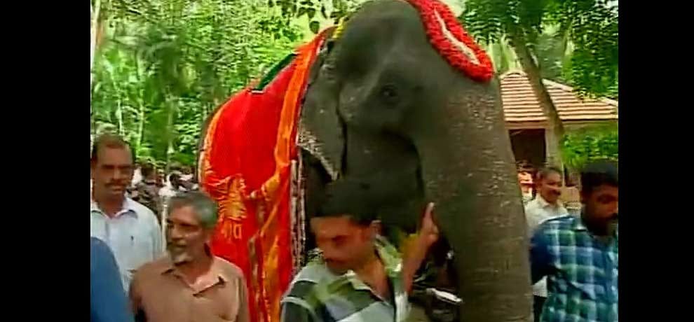 See pictures of the world's oldest living elephant, name registered in Guinness Book