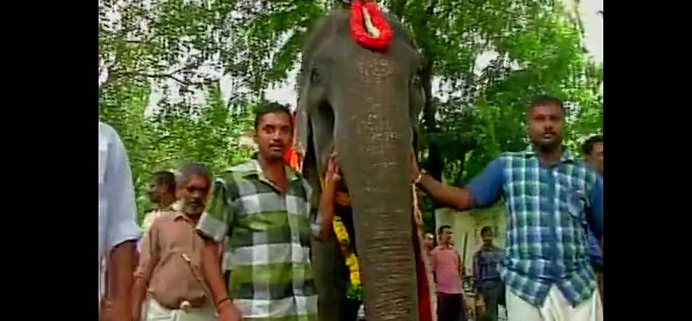 See pictures of the world's oldest living elephant, name registered in Guinness Book