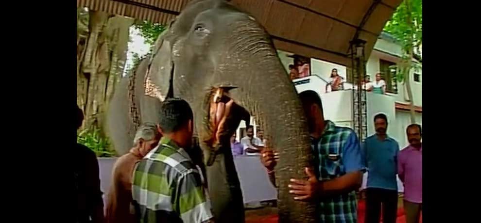 See pictures of the world's oldest living elephant, name registered in Guinness Book
