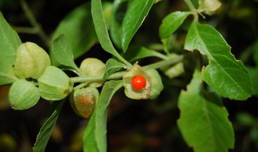 healthy benefits of ashwagandha churna