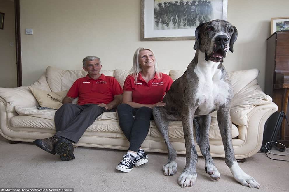 world's tallest dog?