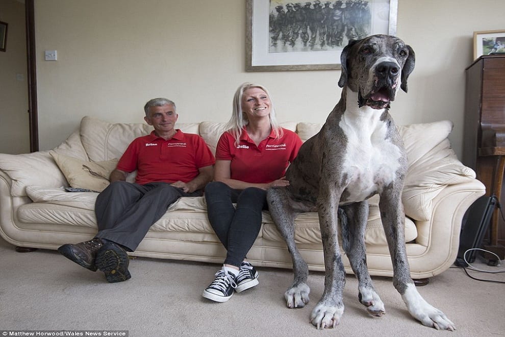 world's tallest dog?
