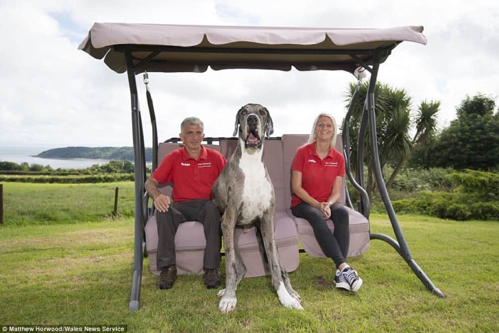 world's tallest dog?