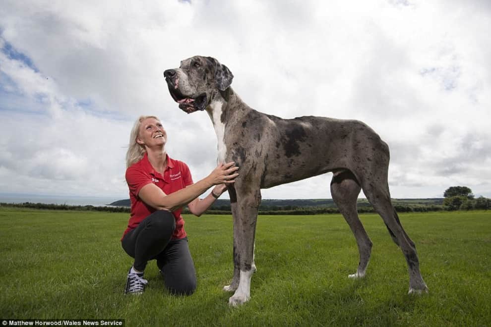 world's tallest dog?