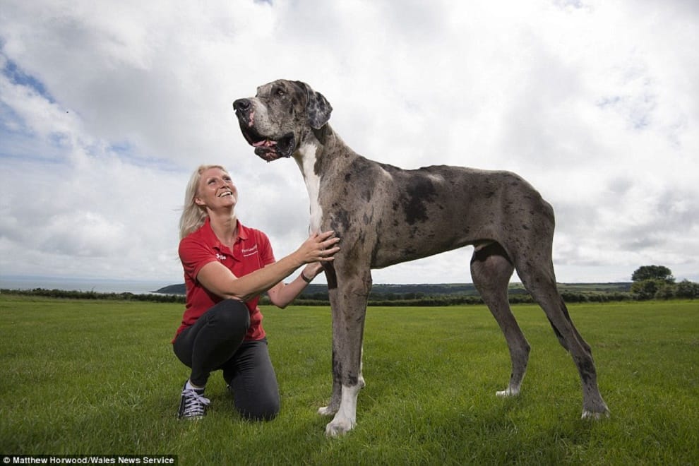 world's tallest dog?