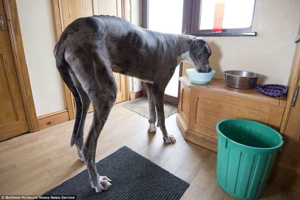world's tallest dog?