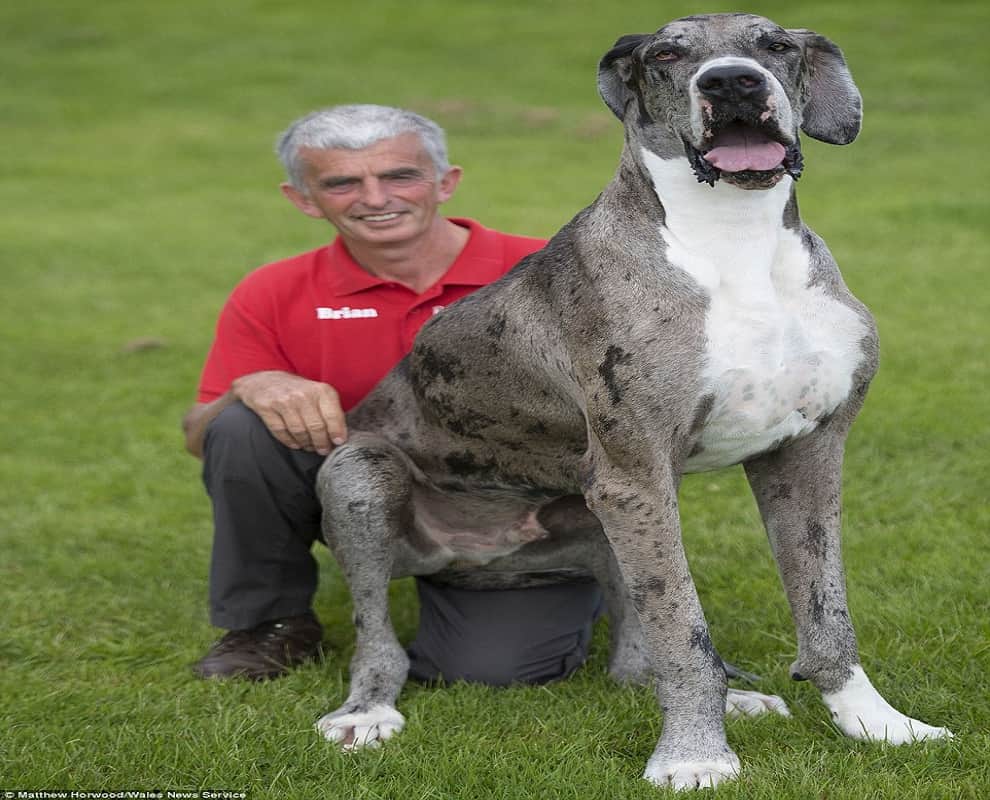 world's tallest dog?