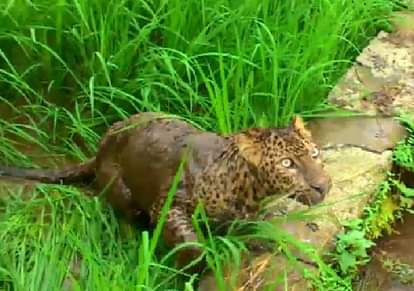 wounded leopard found in farmland