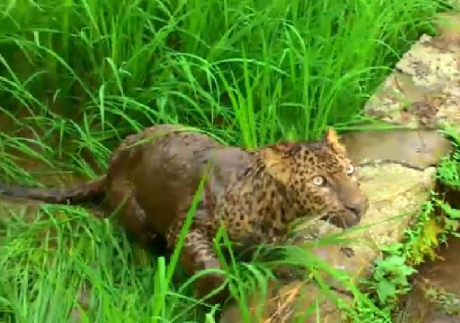 घायल तेंदुआ