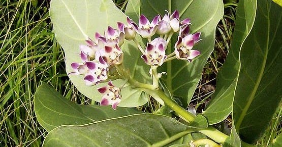 not only belpatra this five leaf are very auspicious in shiv puja