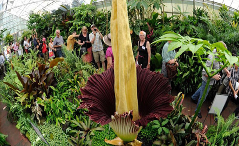 world largest flower in kerala