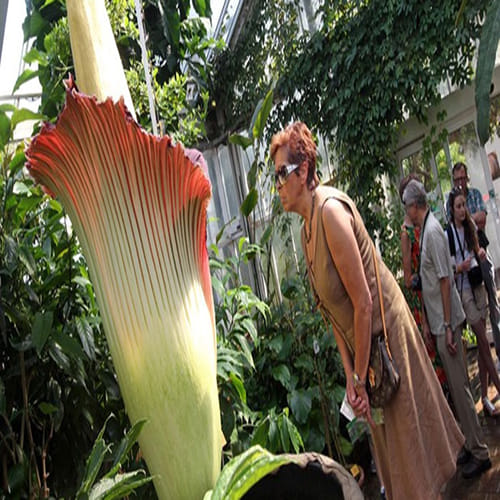 world largest flower in kerala