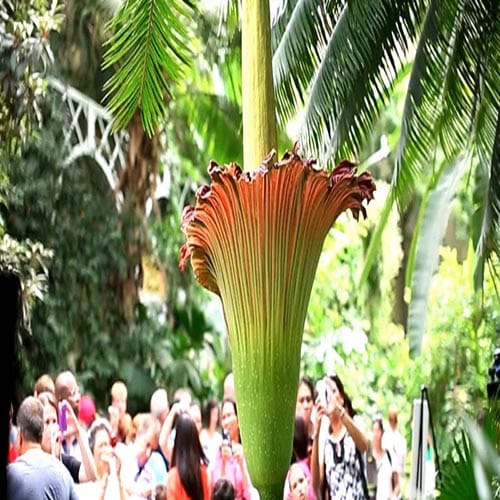 world largest flower in kerala