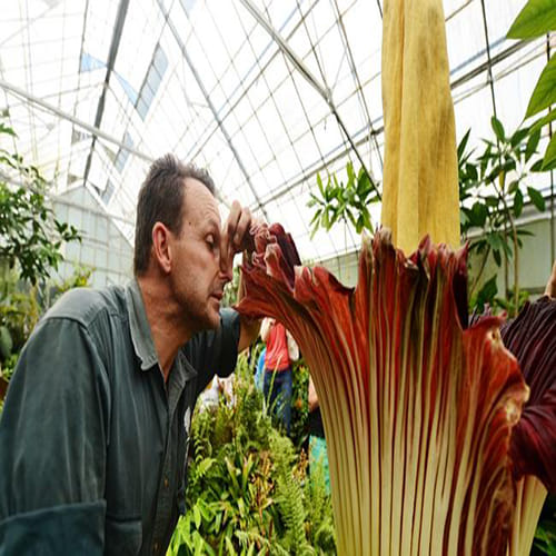 world largest flower in kerala