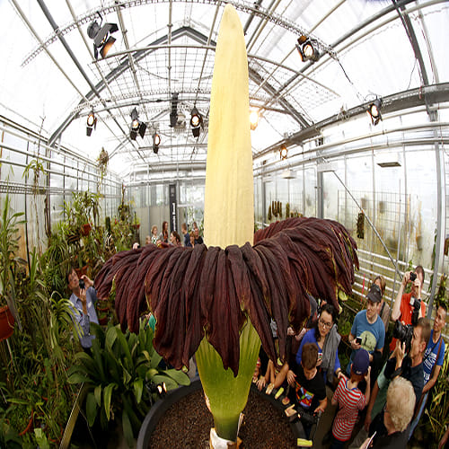 world largest flower in kerala