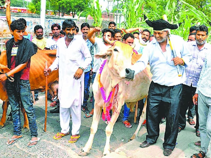 protest, protest against stray cattle, bhatinda protest