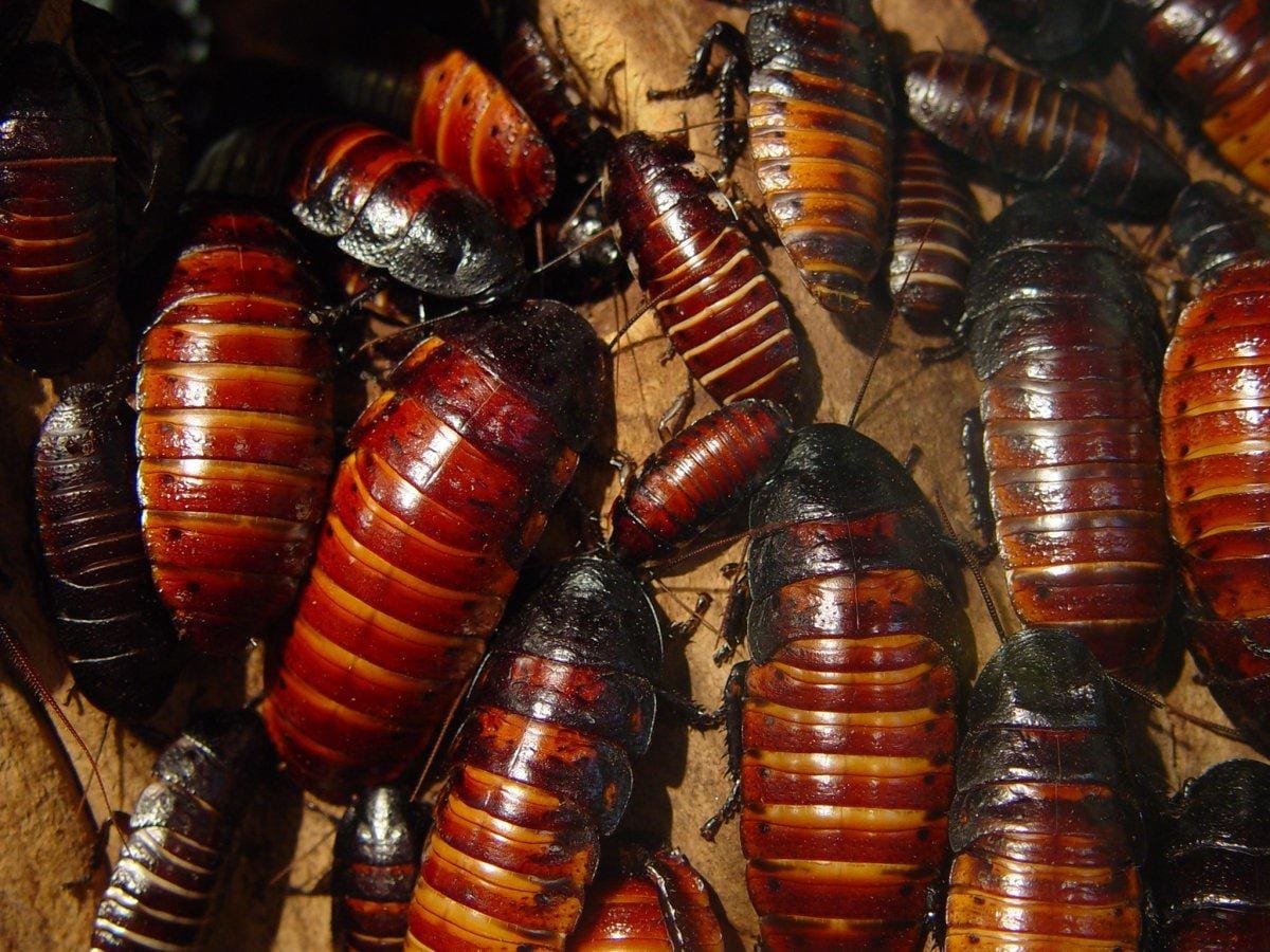 Is cockroach milk the superfood of the future?