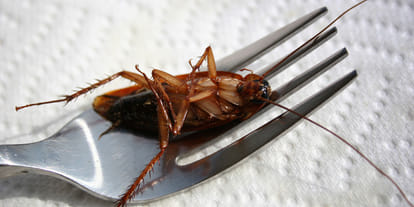 Is cockroach milk the superfood of the future?