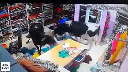cctv footage reveals how cow creates ruckus in shop
