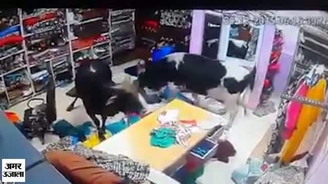 गायो की लड़ाई