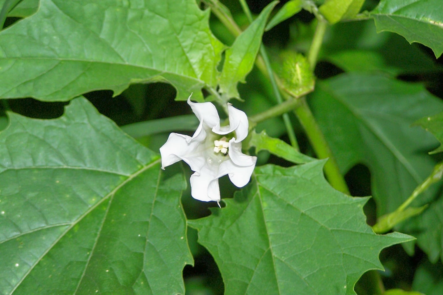 not only belpatra this five leaf are very auspicious in shiv puja