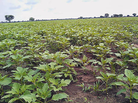 Rain intermittently, making farmers' sleep