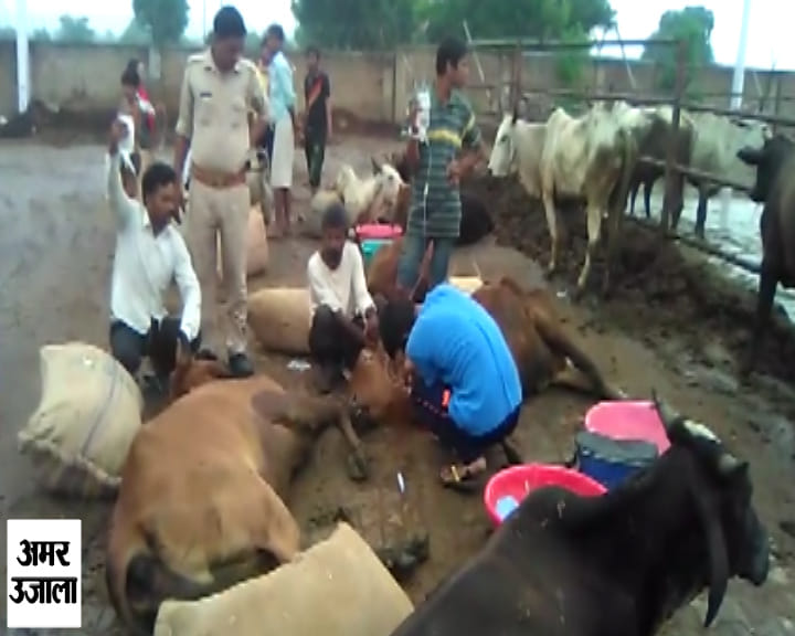 बचाई गई गाय