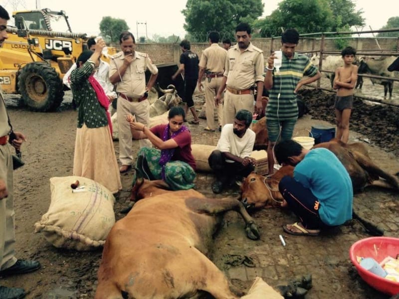 truck found in barsana with cow