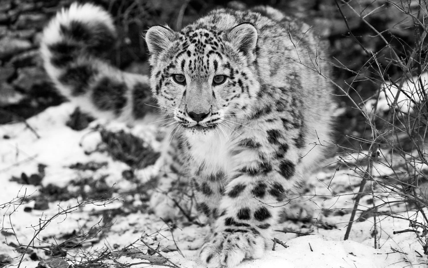 tiger found on 14 thousands feet, highest living in himalaya.