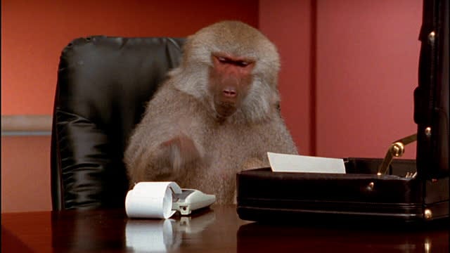 monkey spend time in parliament library