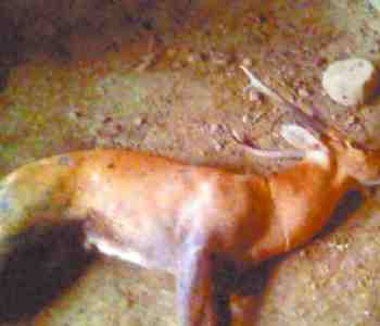 Reindeer killed by dogs