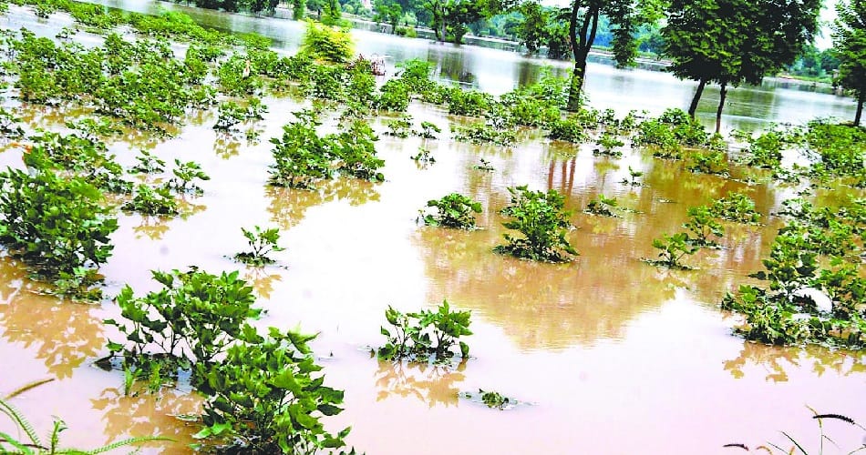 Two thousand acres of crops destroyed at bathinda due to crack in sarhand nahar, punjab,