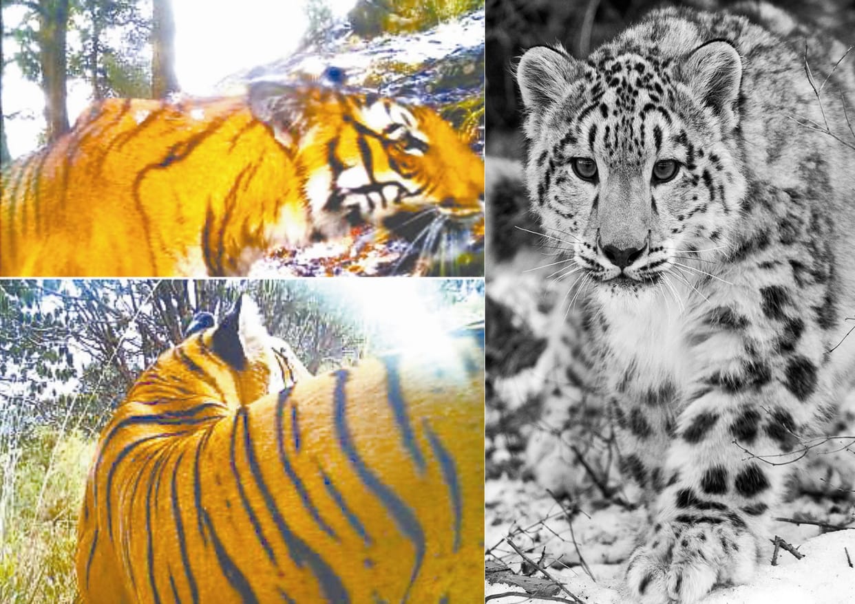 tiger found on 14 thousands feet, highest living in himalaya.