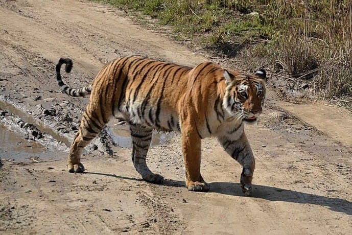tiger found on 14 thousands feet, highest living in himalaya.